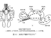 邱博士谈武学：武术中的闭气与踵息、胎息